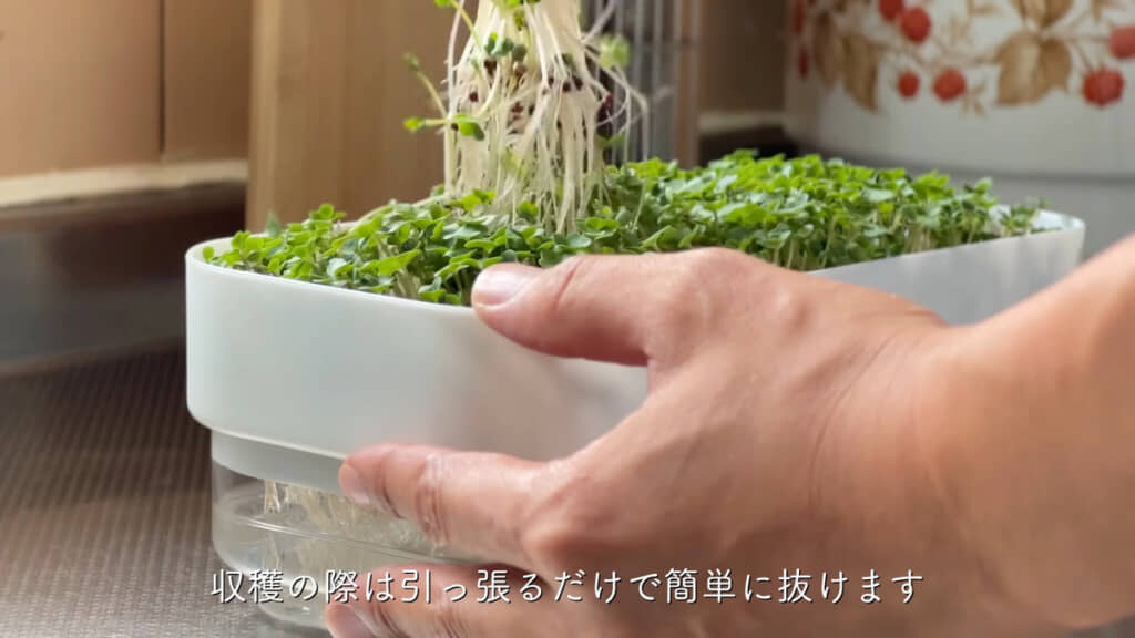 上に引き抜いて収穫