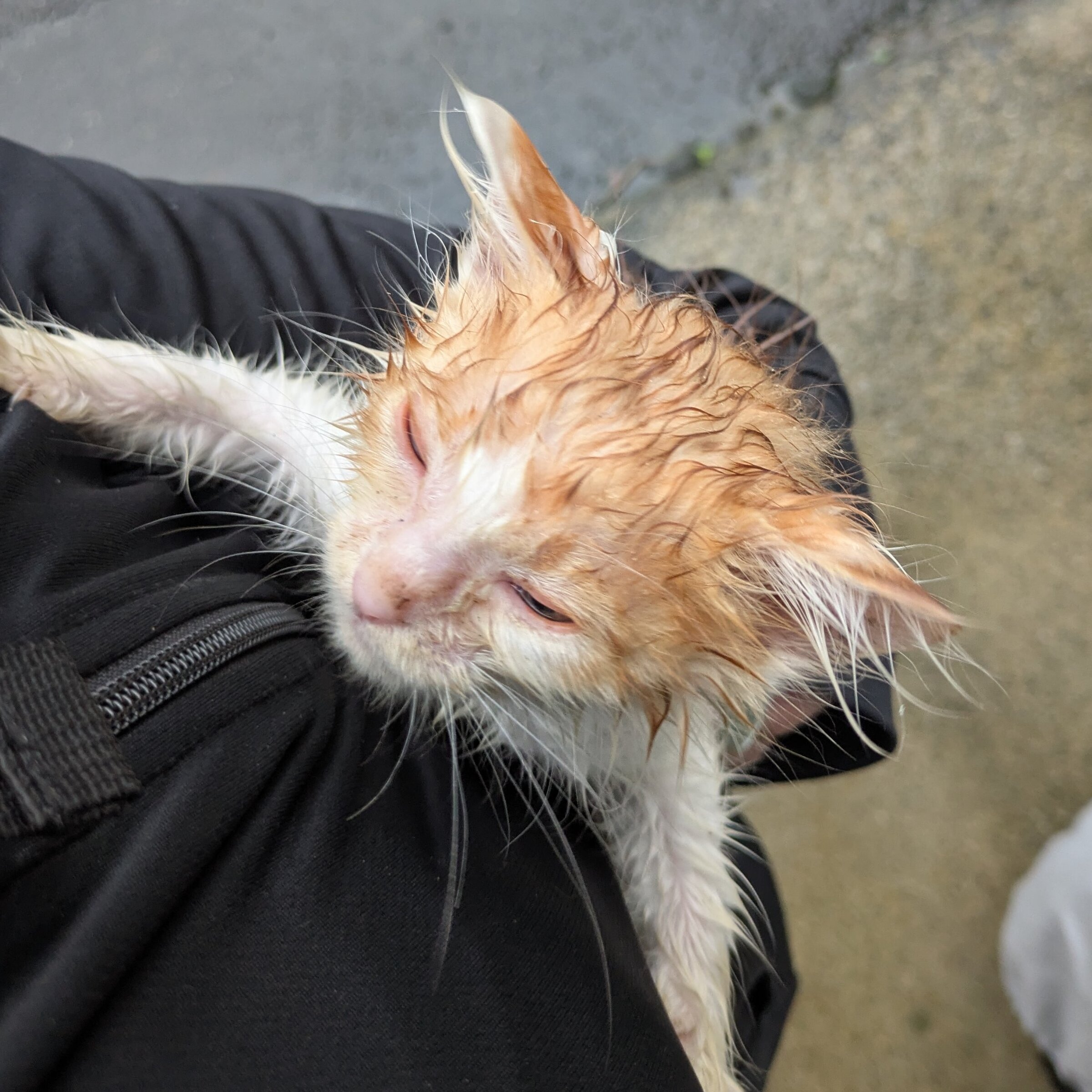 ガリガリ子猫を大雨の駐車場で保護→3カ月後…… 見違える姿に「お姫様がピッタリ」「猫界の中でも群抜いて美人」と400万表示(1/3) | 猫 ねとらぼ