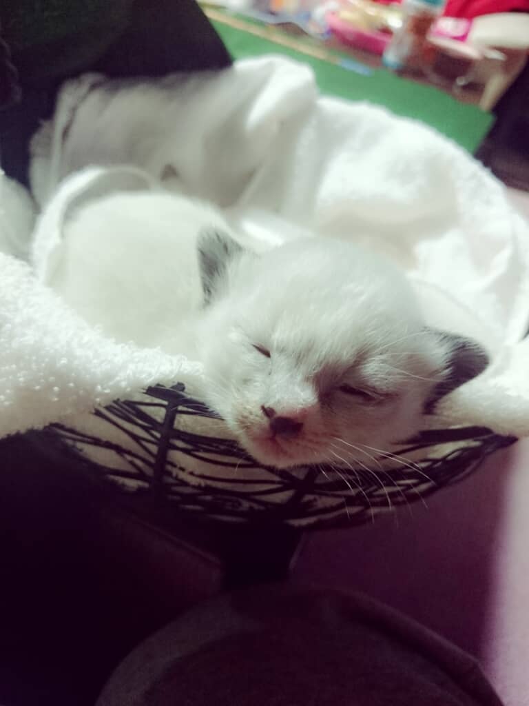 真っ白でふわふわな子猫