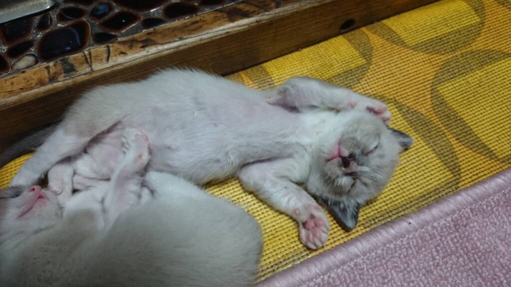 無防備に眠る姿が愛らしいです
