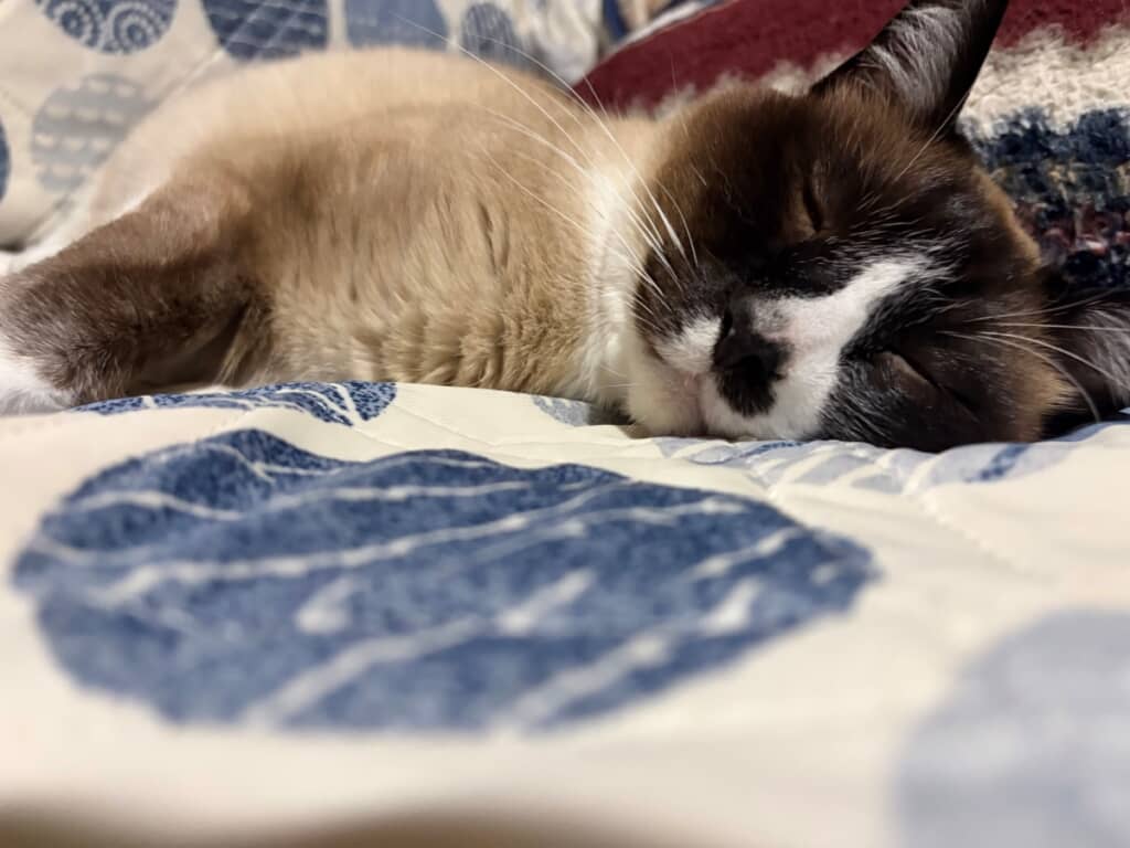 きれいに焦げています