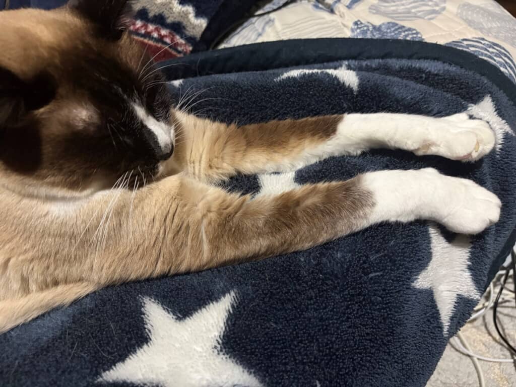 白い靴下を履いているメンくん