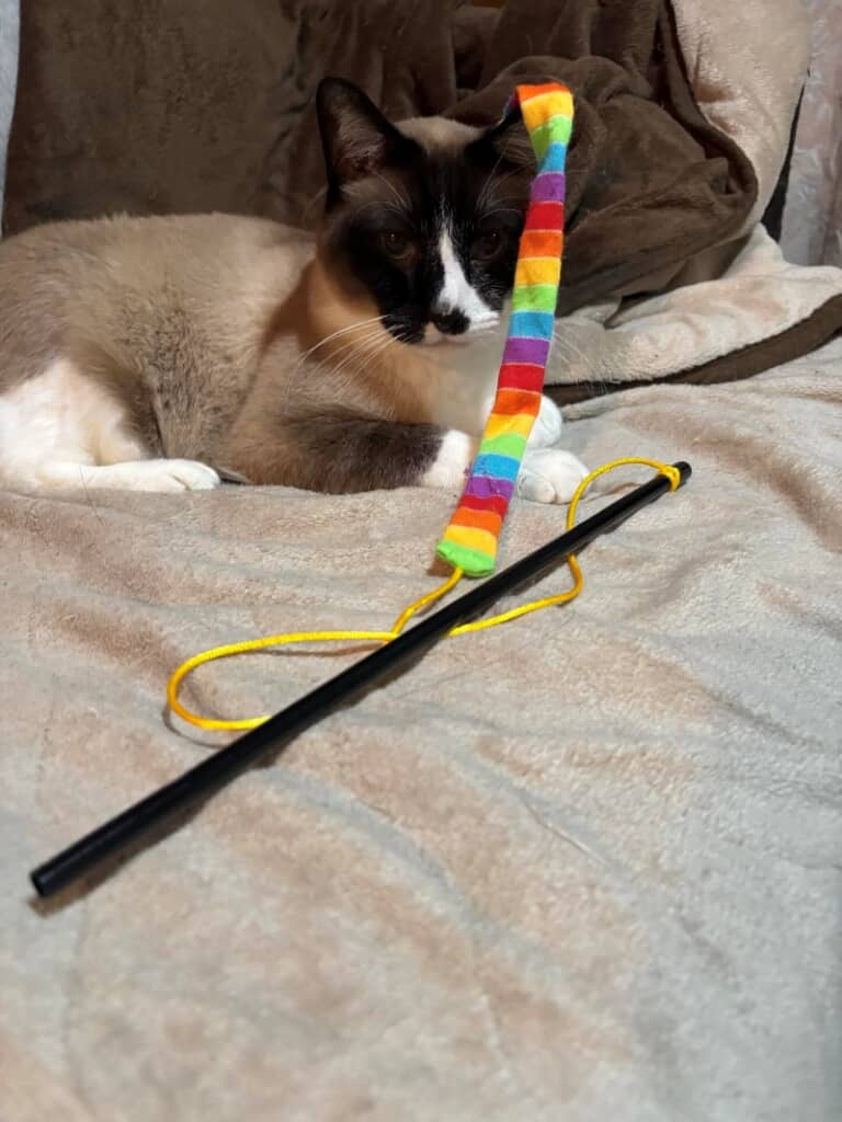 猫じゃらしに興味を示さないメンくん