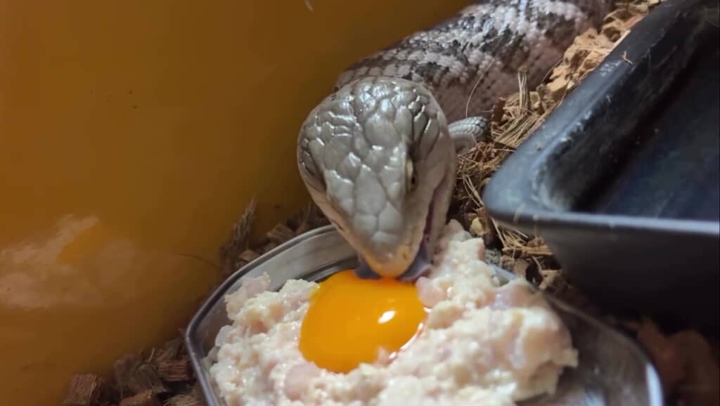 本日のお食事はササミと……黄身!