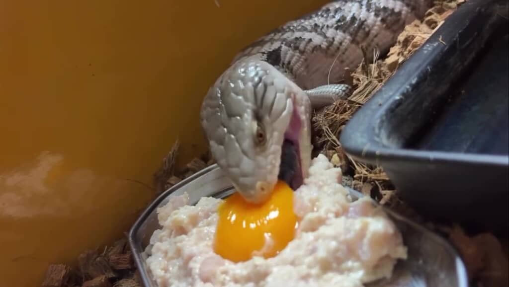 アオジタトカゲちゃん「いただきまーす!」