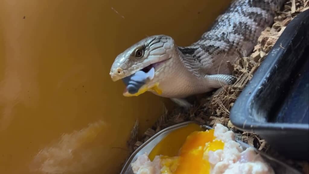 青い舌がバッチリ見えちゃっています