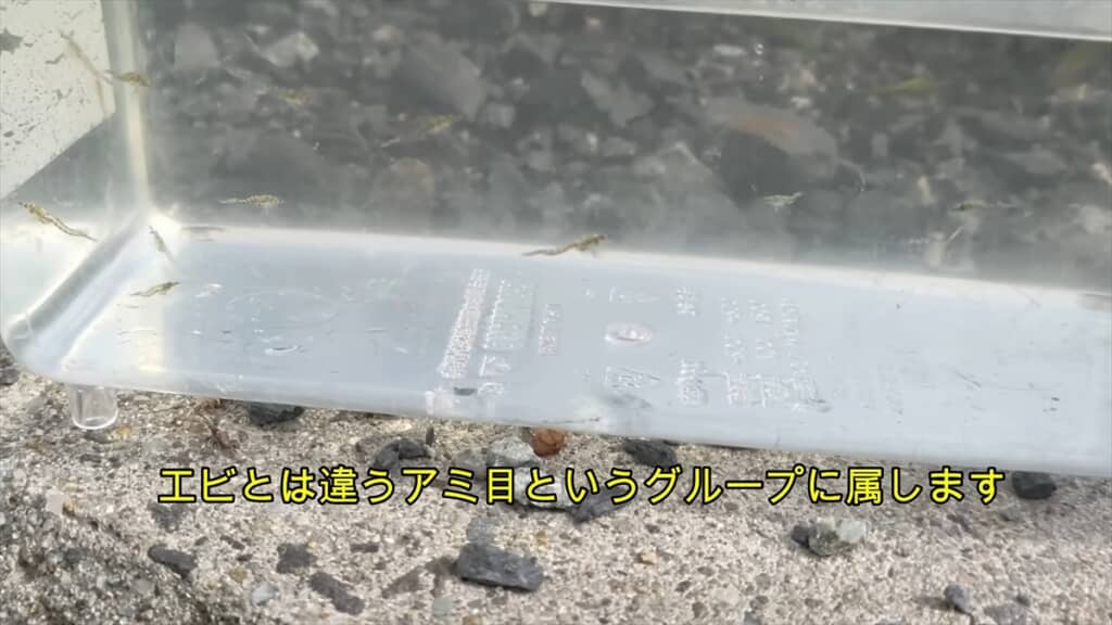 大量発生した生き物の正体は「イサザアミ」でした