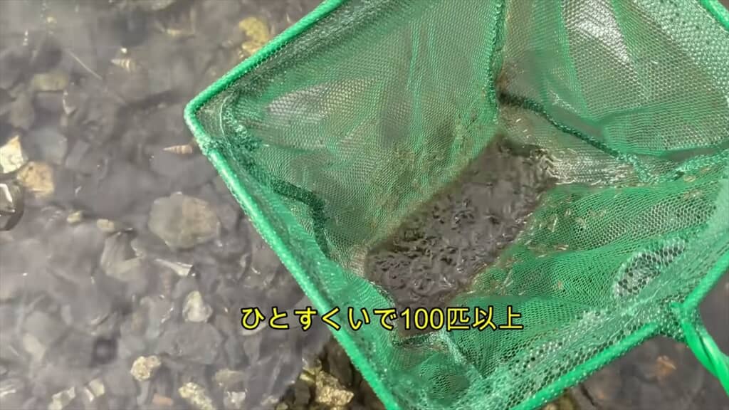 ひとすくいでこの量!