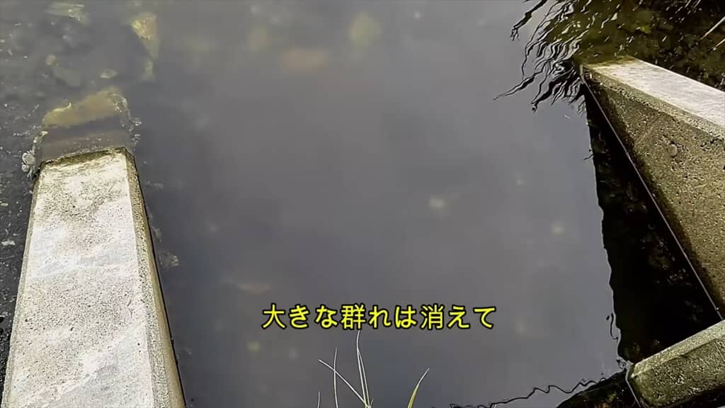 翌日にはほとんど姿を消していました