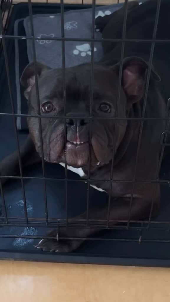 飼い主さんが愛犬のかわいい姿を紹介