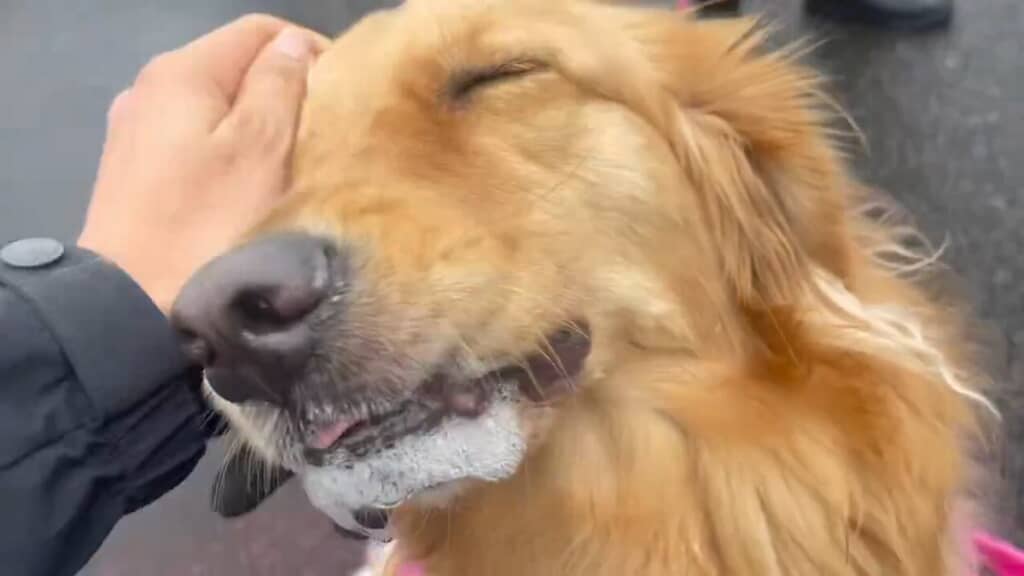 ヨダレがダラダラ……！