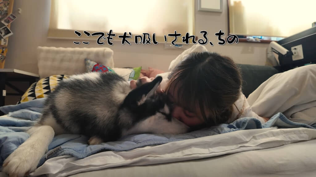 犬吸いしつつお昼寝