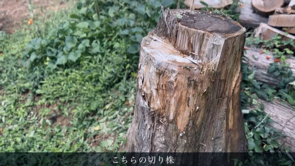 3年前に切った杉の木の切り株