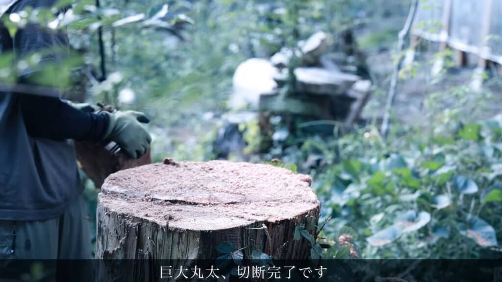 切断した切り株の断面