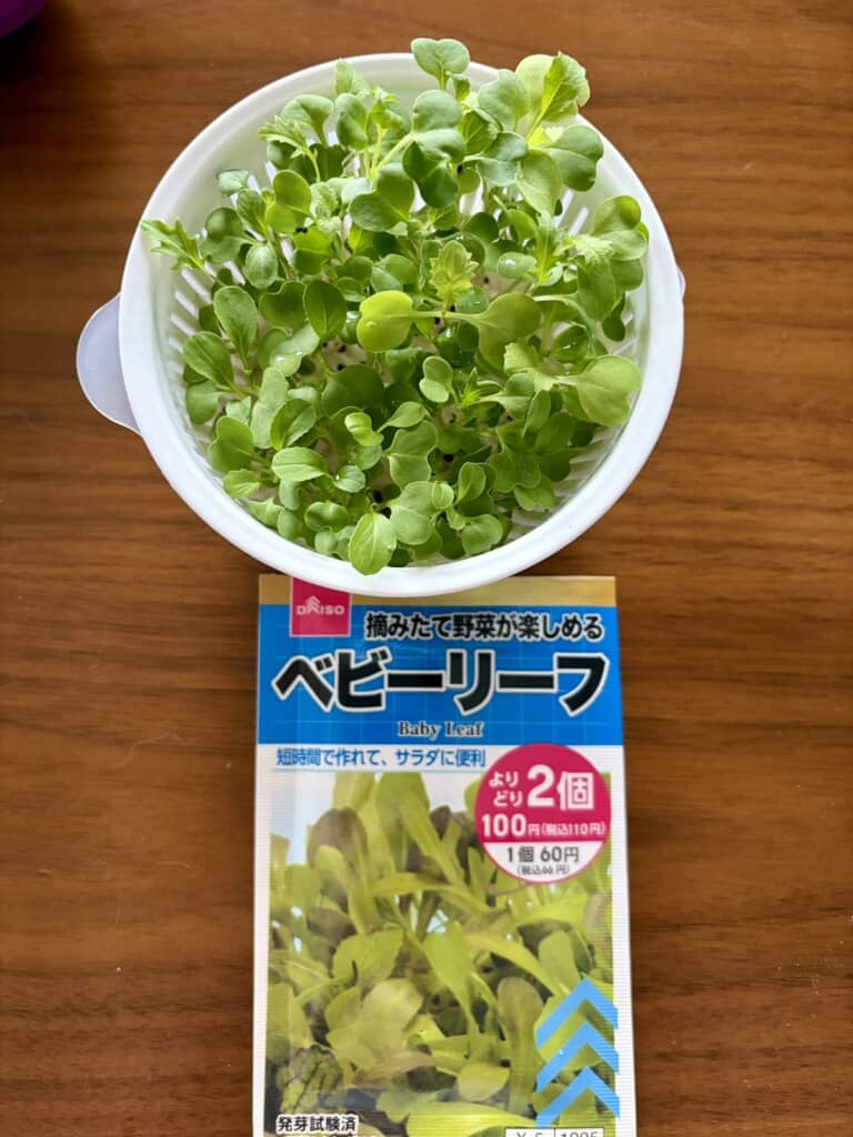 べビーリーフが育っています！
