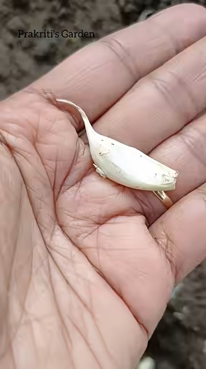 尖った方を上に