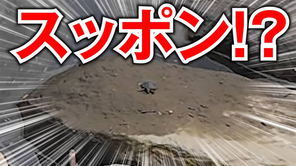 まさかのスッポンでした