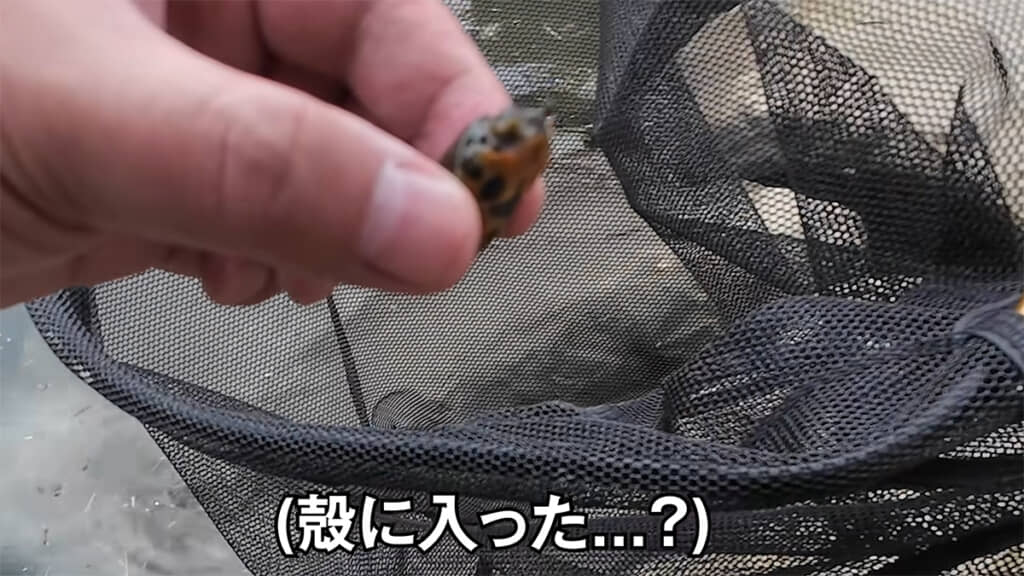 どうやら生きているようです