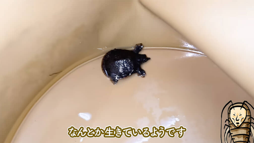 帰宅後、スッポンは無事でした
