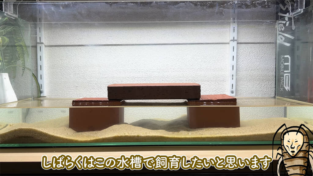 急いで水槽を準備しました