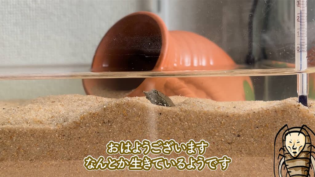 翌日、スッポンは砂に潜っていました