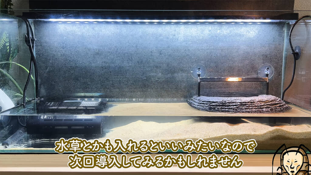 水槽の環境を整えました