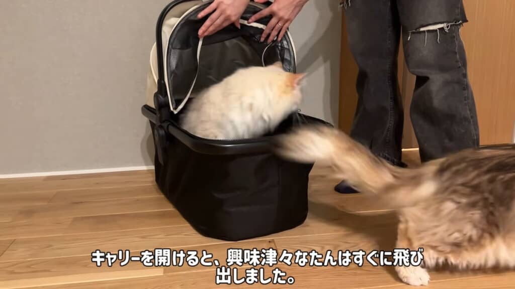 新居に初上陸するたんくんとしおくん