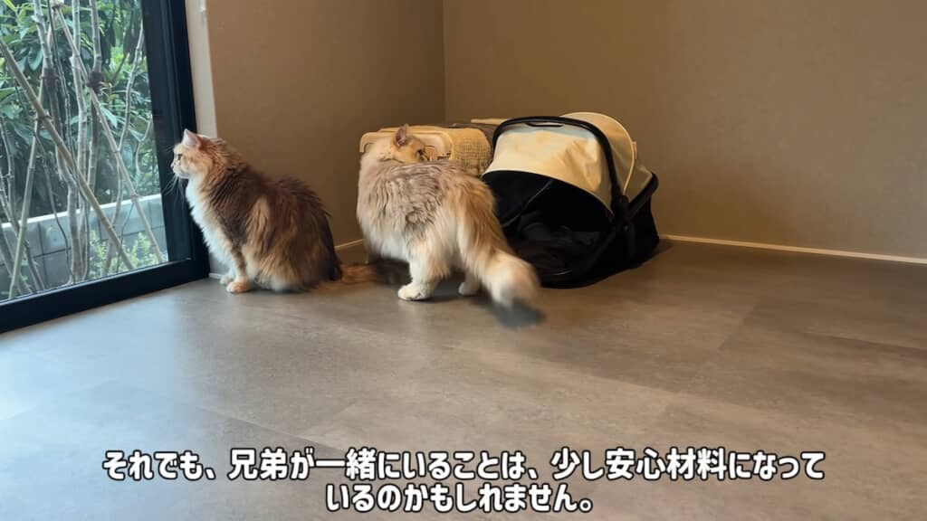 積極的に部屋を見て回るたんくんと、少し慎重なしおくん。普段とは役割が逆になっているようです