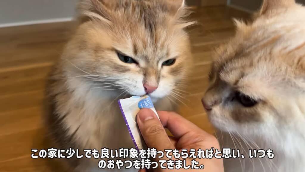 新居に良い印象を持ってもらうため、いつものおやつを食べさせます