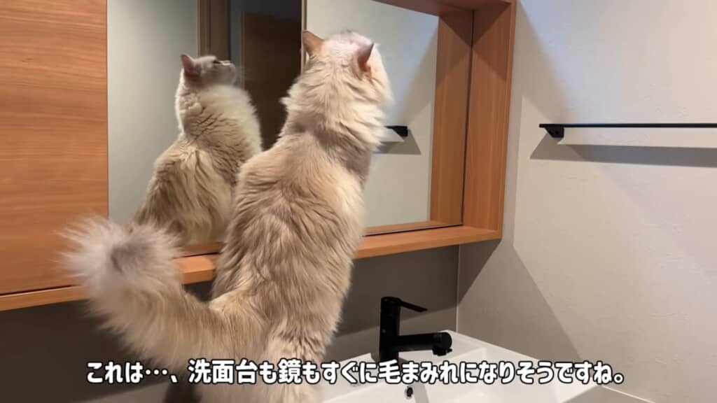 さっそく洗面台に上るしおくん