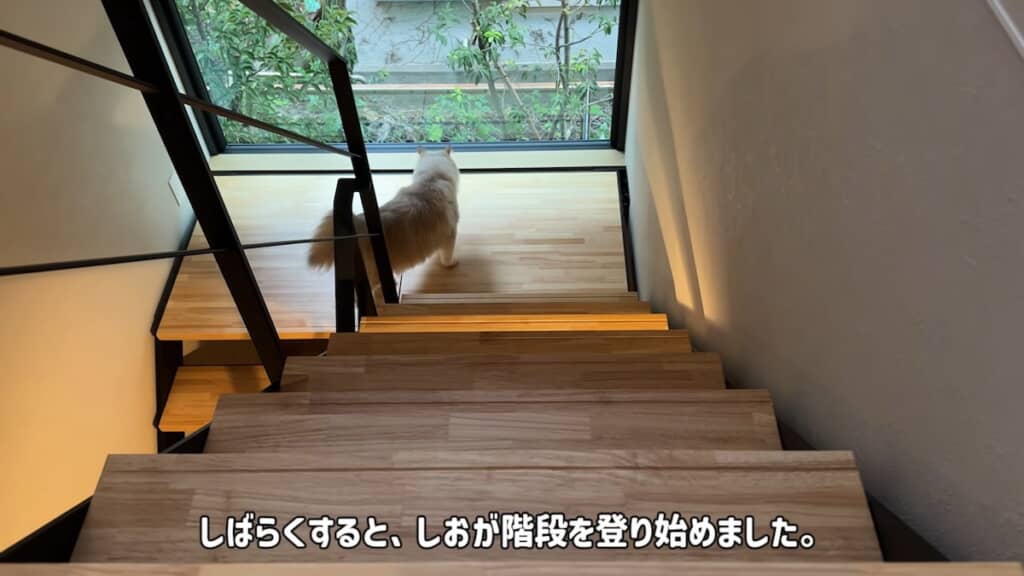 踊り場まで来たものの、2階には上らなかったしおくん
