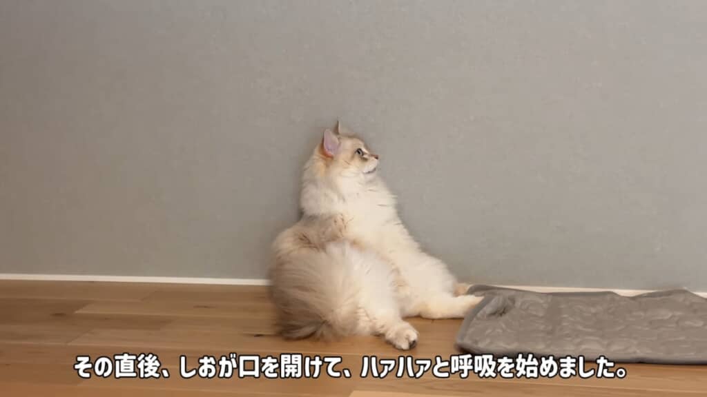 普段とは違う呼吸をし始めたしおくん