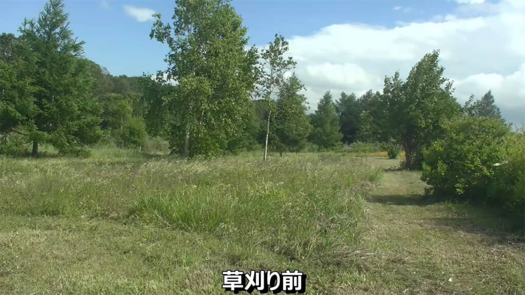 草刈り前が背の高い草が生えていましたが