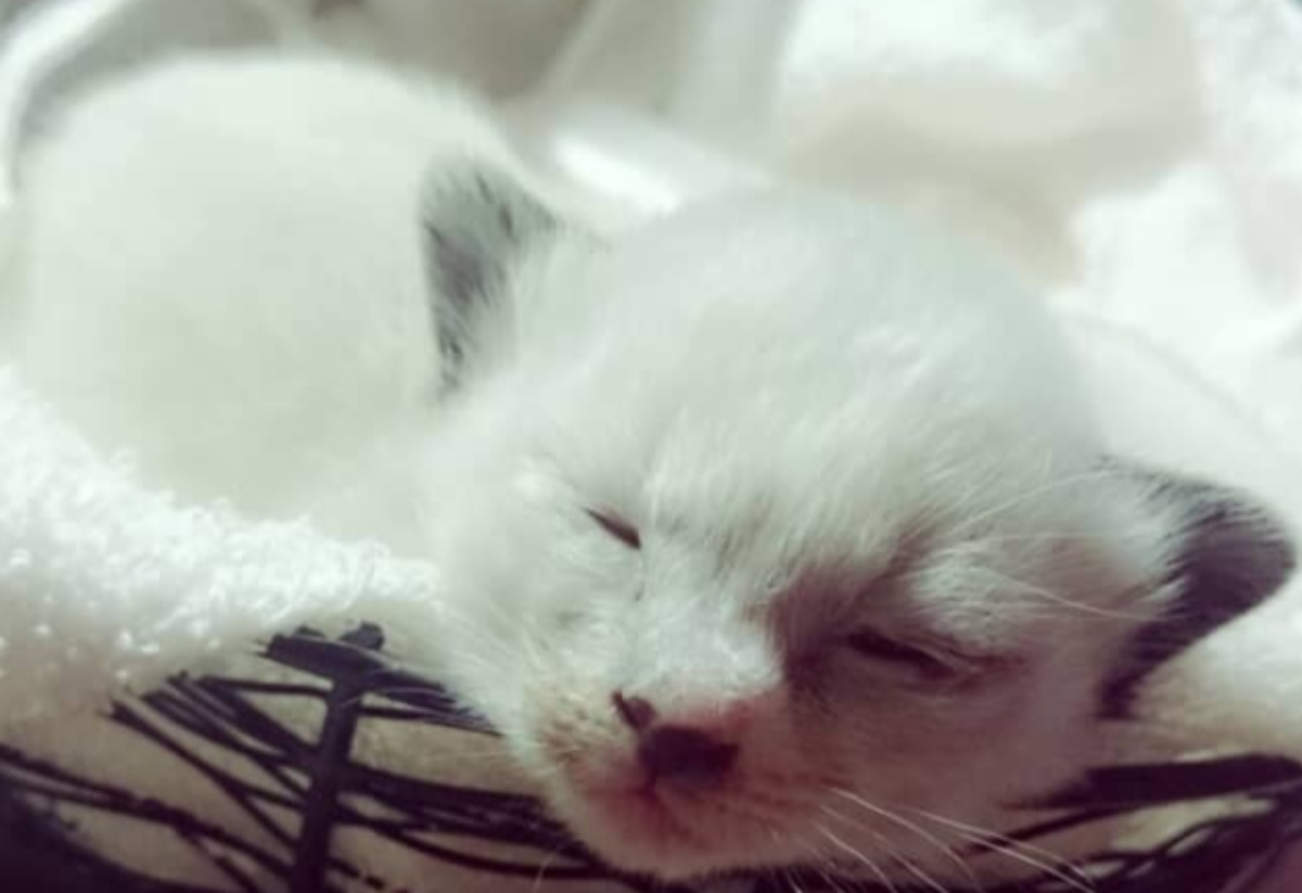 真っ白だった子猫→11年後……「たぬき詐欺に遭いました」　飼い主驚愕の“現在の姿”に「はぁっ?!!」「同じ猫ちゃんですか？」（1/3） | 猫 ねとらぼ