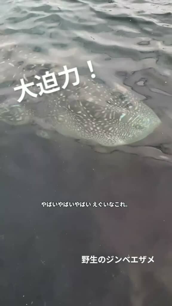 船の上から見た海中を泳ぐジンベエザメ
