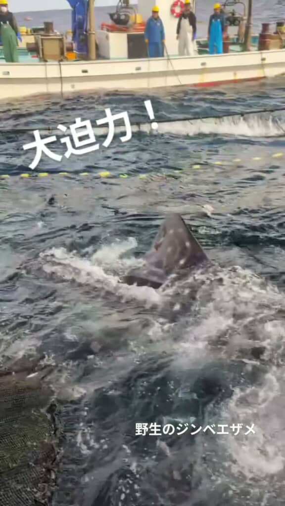 波しぶきが上がる海面から見えているジンベエザメの背びれ