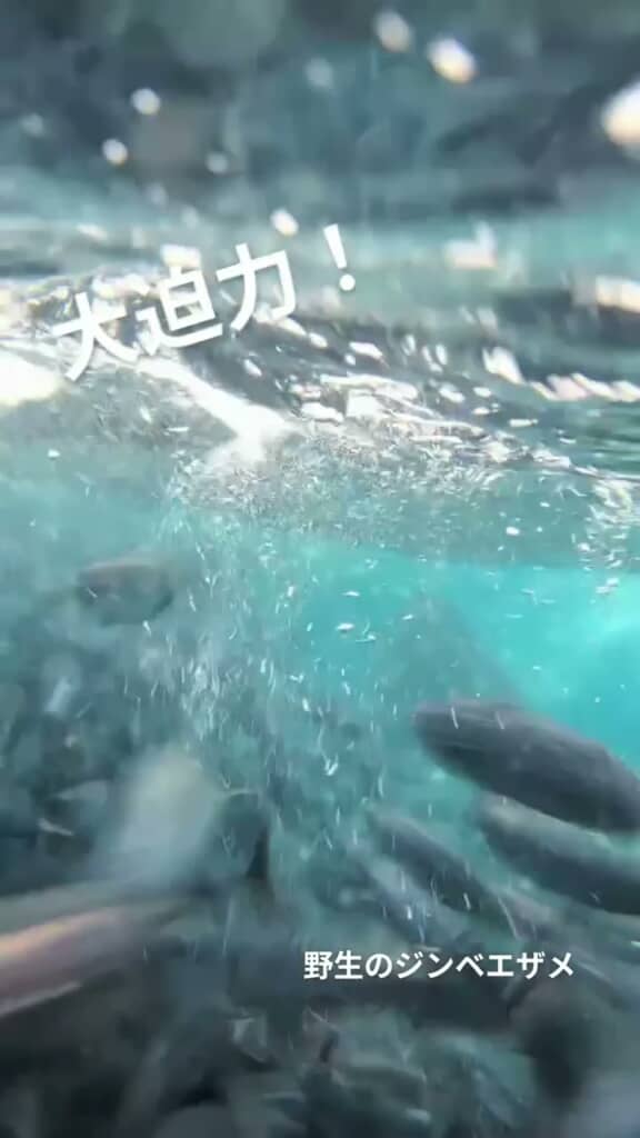 網の中を泳ぐ魚の群れ