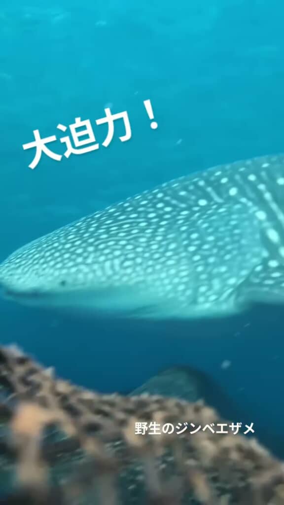 海中を泳ぐジンベエザメ