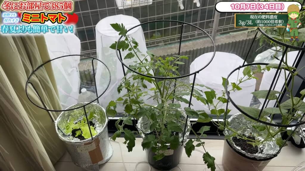 残った1本の株