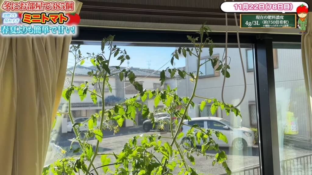 窓ガラスより高い位置まで伸びた茎