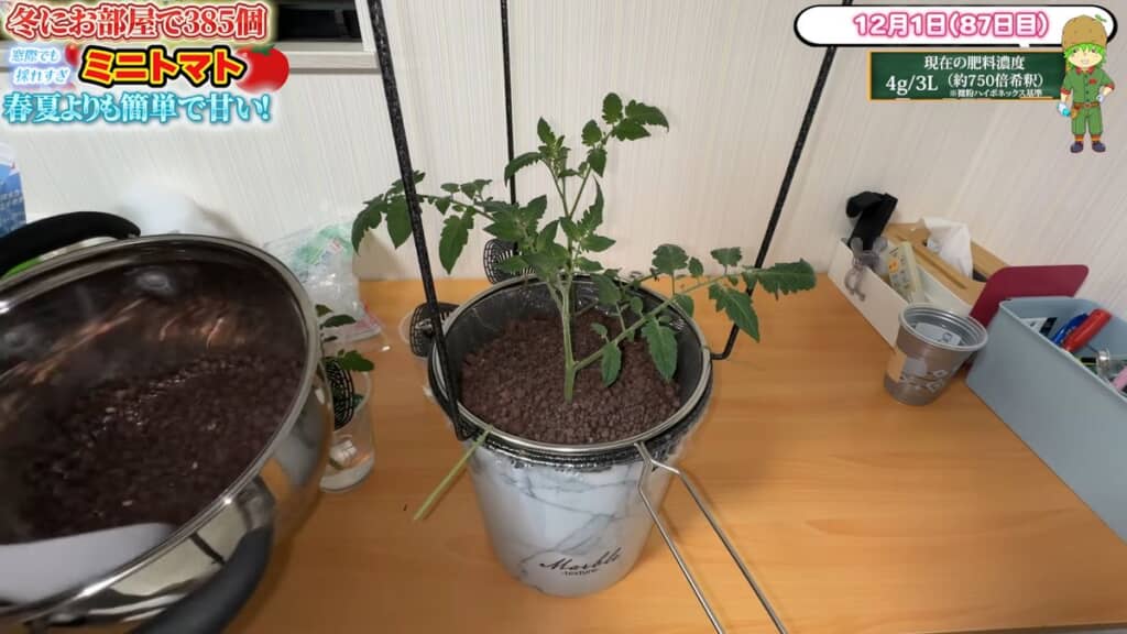 つみ取った茎を新しい株とする