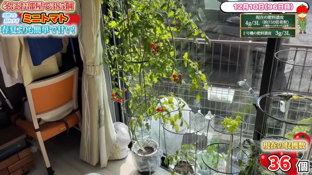 収穫期を迎えた株と生育中の株