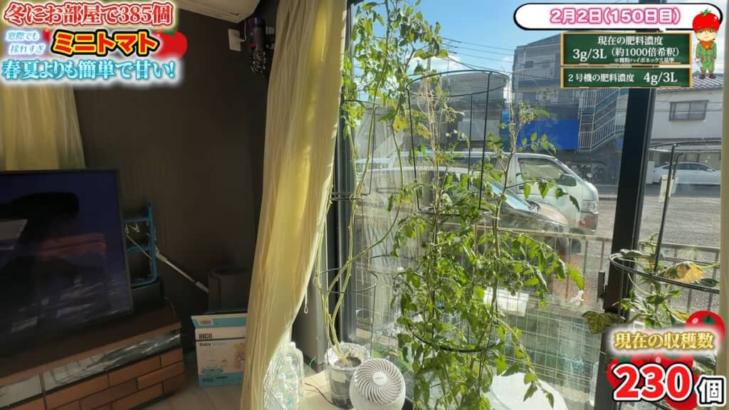 最後の収穫を行った株と大きく育った2つ目の株