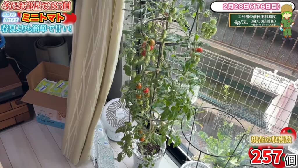 収穫期を迎えた株と2つ目の株