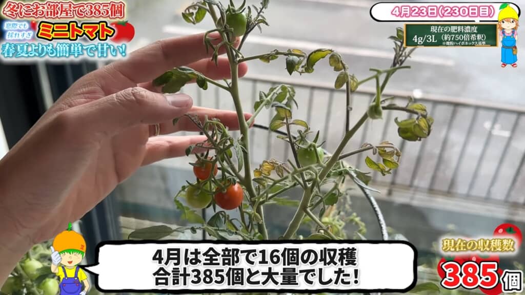 採れたミニトマトは合計385個