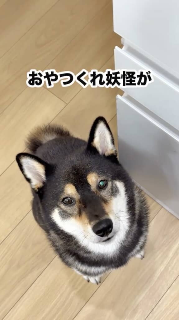 その正体は「おやつくれ妖怪」と化したあさひくんでした