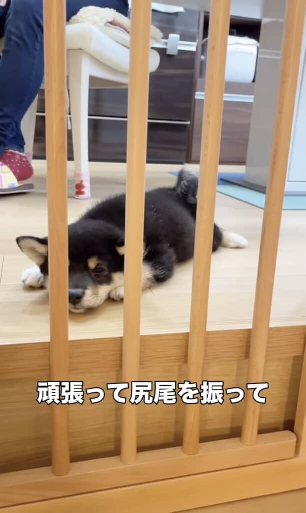 ワクチンの副作用がしんどい日でも、頑張って尻尾を振って家族をお出迎えしてくれるあさひくん