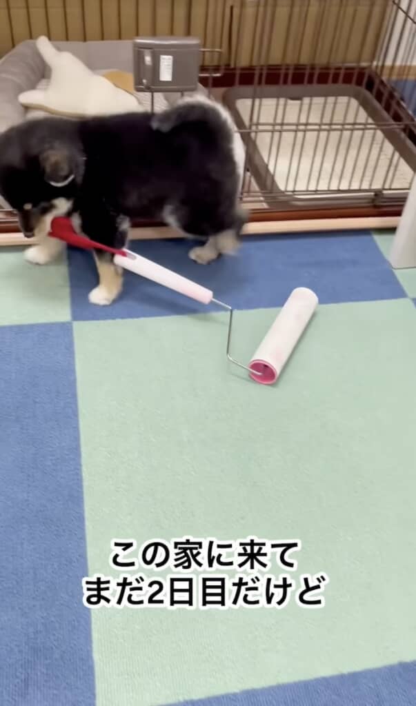 自主的にコロコロをかけて抜け毛を掃除してくれる4年前のあさひくん