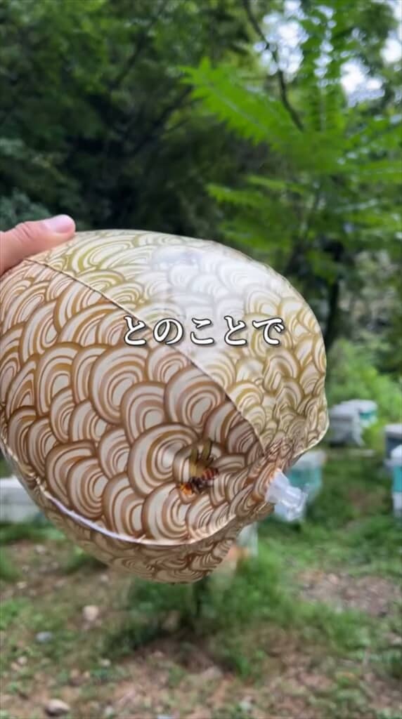 ビーチボールみたいなスズメバチの擬似巣