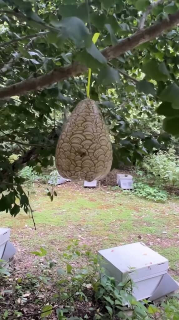 養蜂場の木に吊るした状態